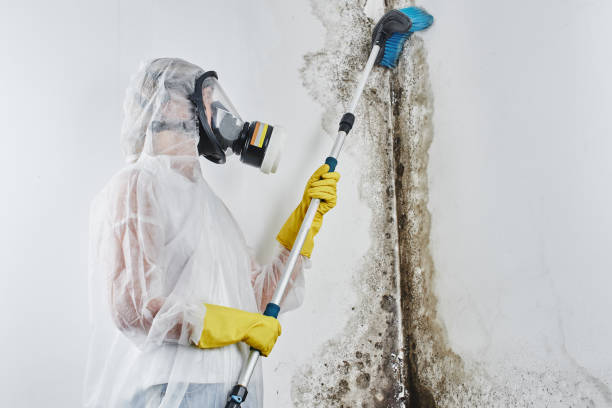 Best Crawl Space Mold Removal  in Doe Valley, KY