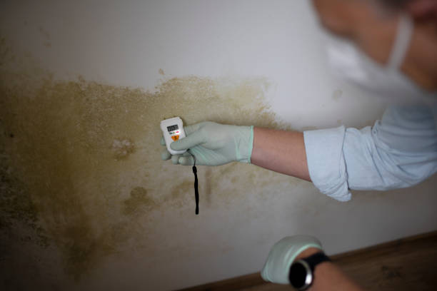Mold Removal Process in Doe Valley, KY