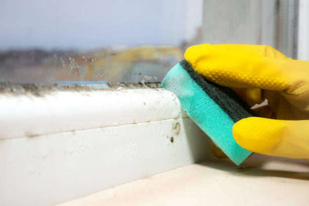 Certified Mold Removal in Doe Valley, KY