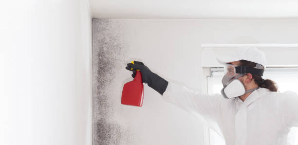 Best Attic Mold Removal  in Doe Valley, KY