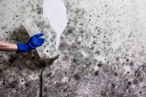 Best Mold Removal Specialists  in Doe Valley, KY